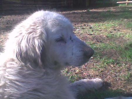 Прикачена снимка