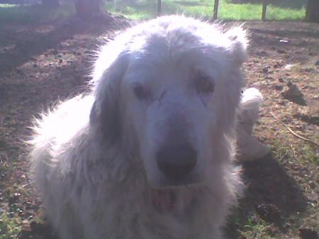 Прикачена снимка