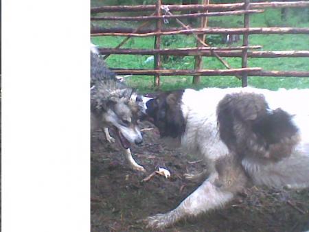 Прикачена снимка