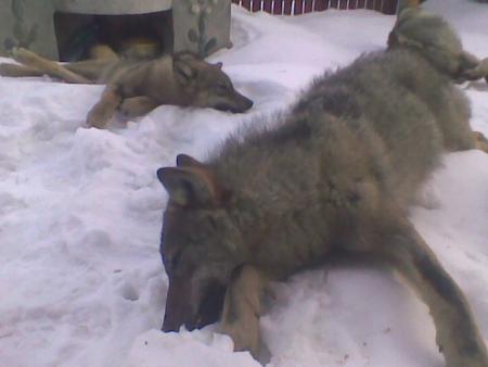 Прикачена снимка