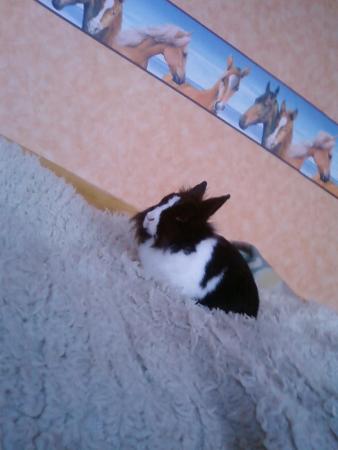 Прикачена снимка