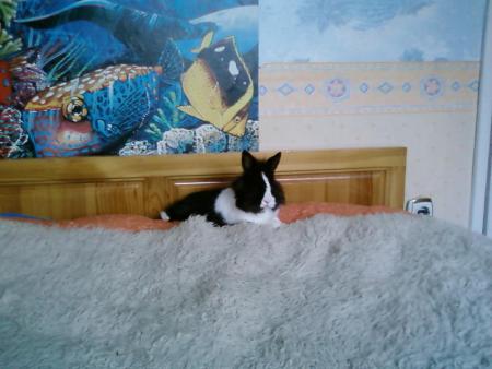 Прикачена снимка