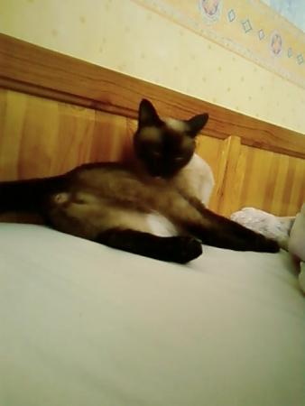 Прикачена снимка