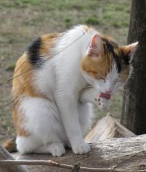Прикачена снимка