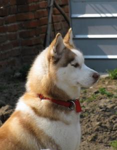 Прикачена снимка