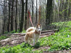 Прикачена снимка