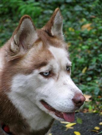 Прикачена снимка