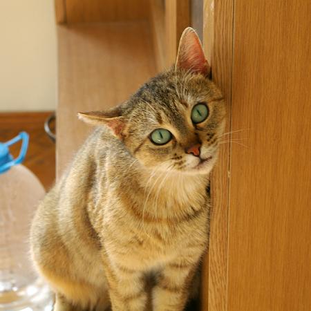 Прикачена снимка