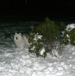 Прикачена снимка