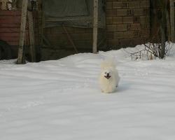 Прикачена снимка