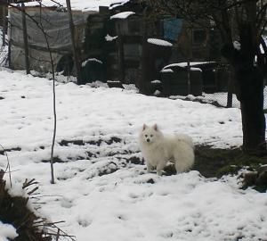 Прикачена снимка