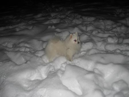 Прикачена снимка