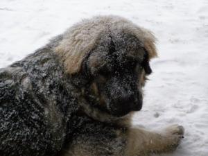 Прикачена снимка