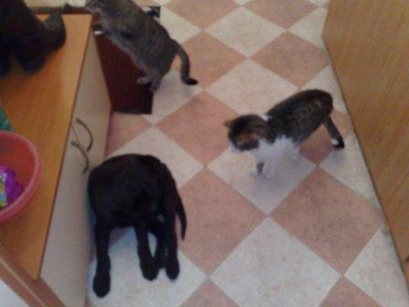 Прикачена снимка