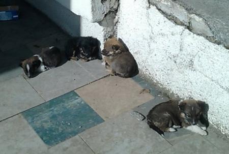Прикачена снимка