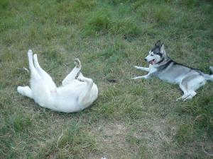 Прикачена снимка