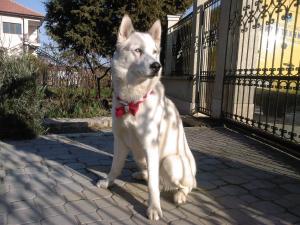 Прикачена снимка