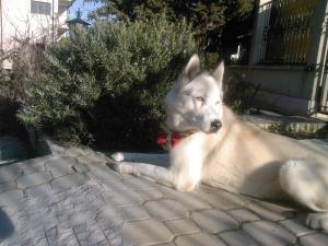 Прикачена снимка