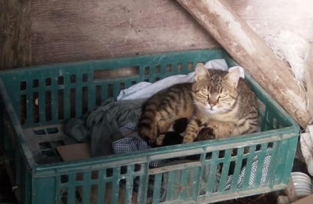 Прикачена снимка