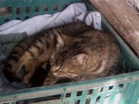 Прикачена снимка