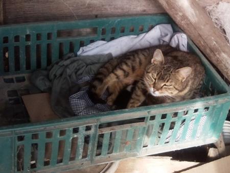 Прикачена снимка
