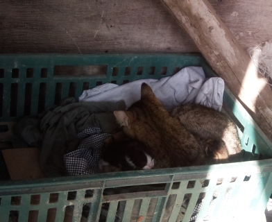 Прикачена снимка