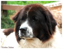 Прикачена снимка