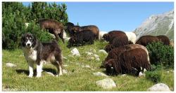 Прикачена снимка