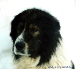 Прикачена снимка