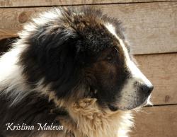 Прикачена снимка