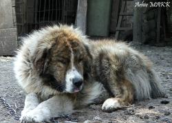 Прикачена снимка