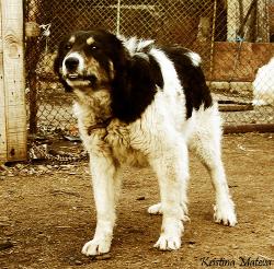 Прикачена снимка