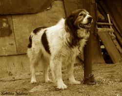 Прикачена снимка