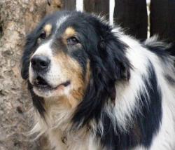 Прикачена снимка