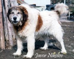 Прикачена снимка