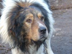 Прикачена снимка