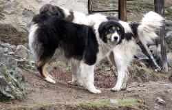 Прикачена снимка