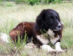 Прикачена снимка