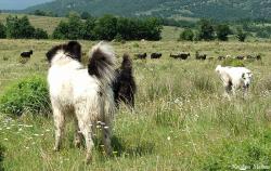 Прикачена снимка