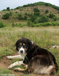 Прикачена снимка