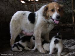 Прикачена снимка