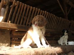 Прикачена снимка