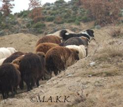 Прикачена снимка