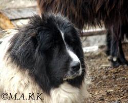 Прикачена снимка