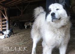 Прикачена снимка