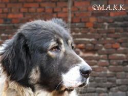 Прикачена снимка