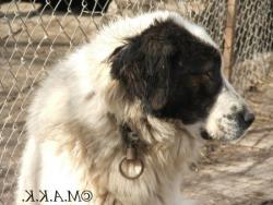 Прикачена снимка