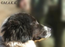 Прикачена снимка