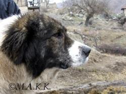 Прикачена снимка