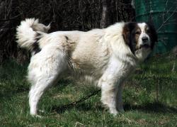 Прикачена снимка